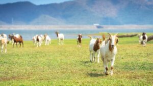 7 Fakta Mengejutkan Kambing: Hewan Kurban Idul Adha