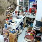 Gajah Thailand Pilih-pilih Camilan di Toko: Video Viral!