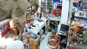 Gajah Thailand Pilih-pilih Camilan di Toko: Video Viral!