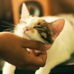 Kucing Pintar: Bedakan Pemilik & Orang Asing Lewat Bau Badan