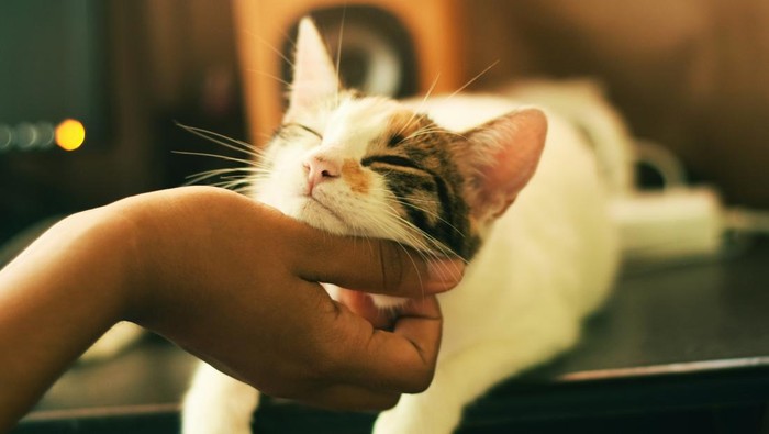 Kucing Pintar: Bedakan Pemilik & Orang Asing Lewat Bau Badan