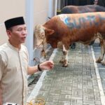Mewah! Intip Sapi Limosin Ayu Ting Ting, Super Menakjubkan!