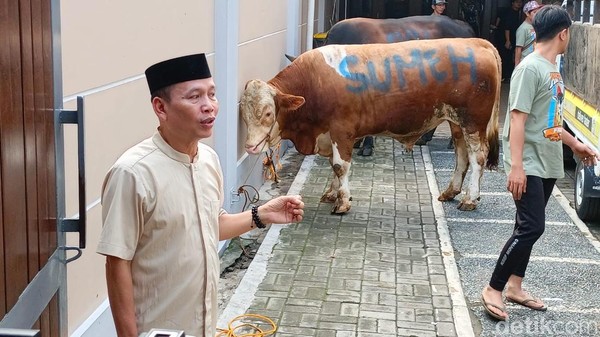 Mewah! Intip Sapi Limosin Ayu Ting Ting, Super Menakjubkan!
