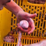 Rahasia Torpedo Kambing: Tingkatkan Vitalitas Pria Secara Alami