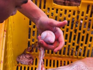 Rahasia Torpedo Kambing: Tingkatkan Vitalitas Pria Secara Alami