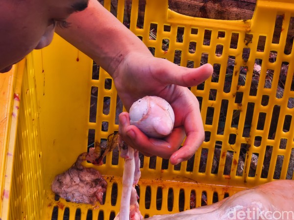 Rahasia Torpedo Kambing: Tingkatkan Vitalitas Pria Secara Alami