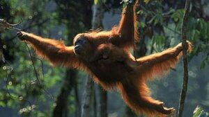 Selamatkan Orang Utan Tapanuli: BRIN Bangun Koridor Satwa Liar