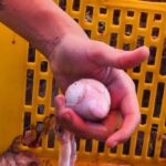 Torpedo Kambing: Rahasia Daging Lezat Penangkal Asam Urat
