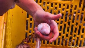 Torpedo Kambing: Rahasia Daging Lezat Penangkal Asam Urat