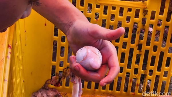 Torpedo Kambing: Rahasia Daging Lezat Penangkal Asam Urat