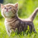 Vaksinasi Kucing Setelah Melahirkan: Kapan Waktu Idealnya?