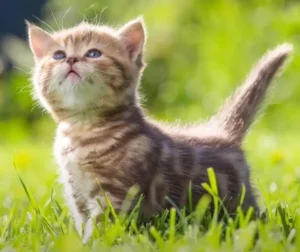 Vaksinasi Kucing Setelah Melahirkan: Kapan Waktu Idealnya?