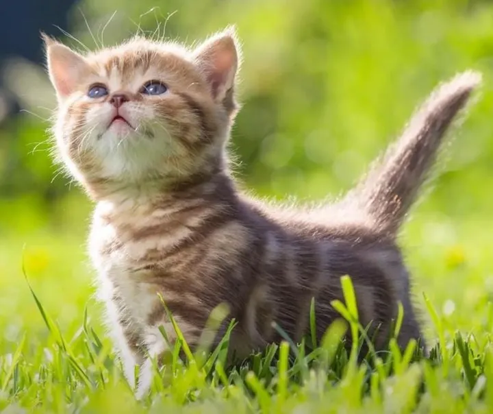 Vaksinasi Kucing Setelah Melahirkan: Kapan Waktu Idealnya?