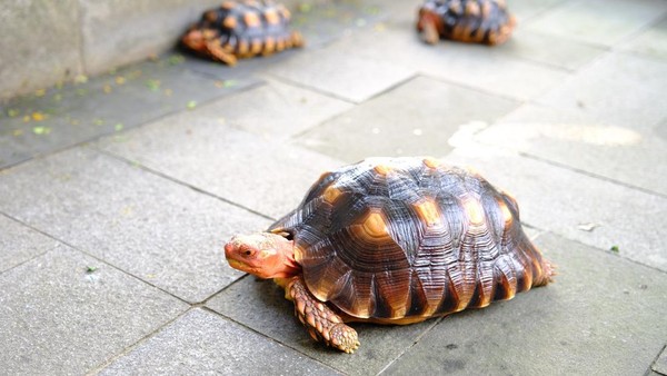 Rahasia Sukses Bisnis Kura-Kura Darat: Untung Besar, Modal Minim